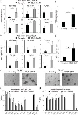 Modulating the proliferative and cytotoxic properties of patient-derived TIL by a synthetic immune niche of immobilized CCL21 and ICAM1